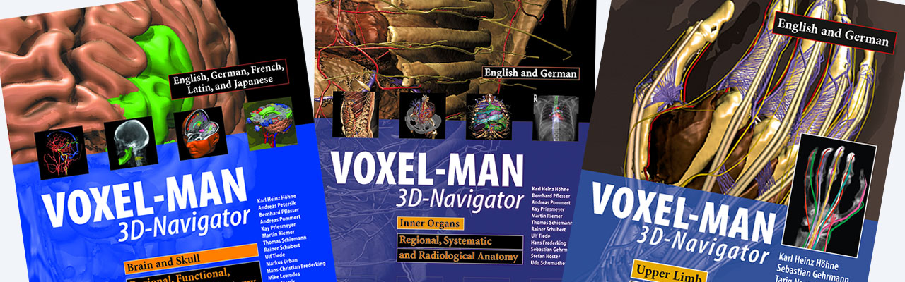 Three-Dimensional Anatomy of the Abdomen