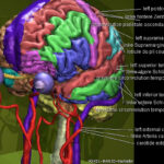 Annotated gyri