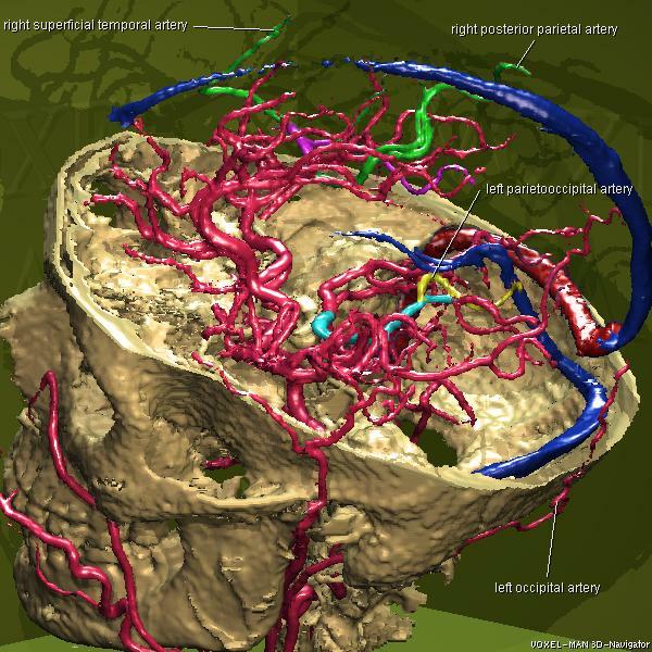 Intracranial blood vessels