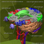 3D anatomical atlas of the brain