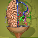 3D atlas of cerebral blood vessels from MRI and MR angiography