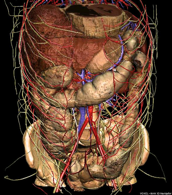 3D abdomen anatomy