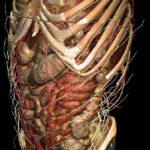 3D atlas of the inner organs