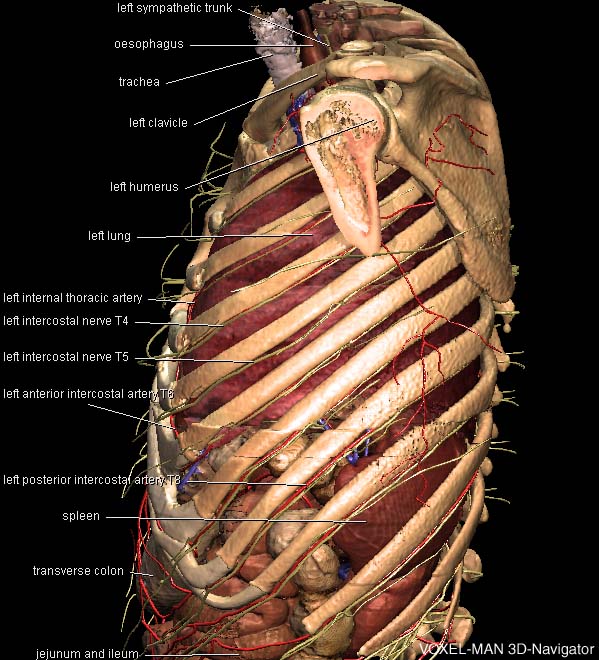 3D-Anatomie des Thorax