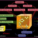 Voxel model with augmented anatomical descriptions and relations