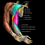 Muscles of the arm of the Visible Human Male