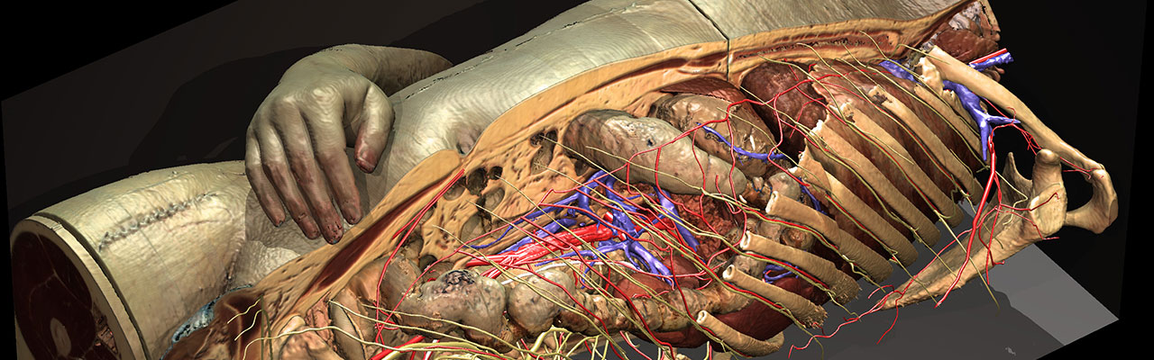 Virtual Dissection of the Arm and Hand