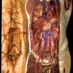 Cardiovascular system and principal organs