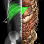 Leber im anatomischen Modell und im simulierten Röntgenbild