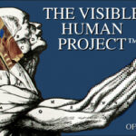 Logo of the Visible Human Project