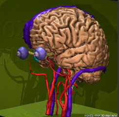 3d imaging of the brain: Unveiling inner structures