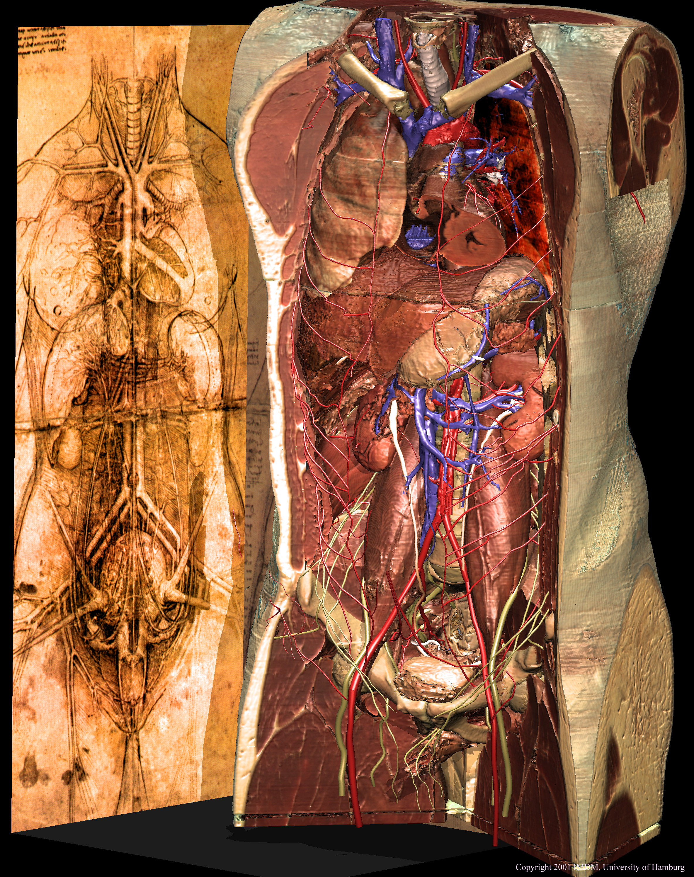 View to the human torso as suggested by Leonardo da Vinci's drawing, composed with the VOXEL-MAN/Inner Organs Atlas (2000)