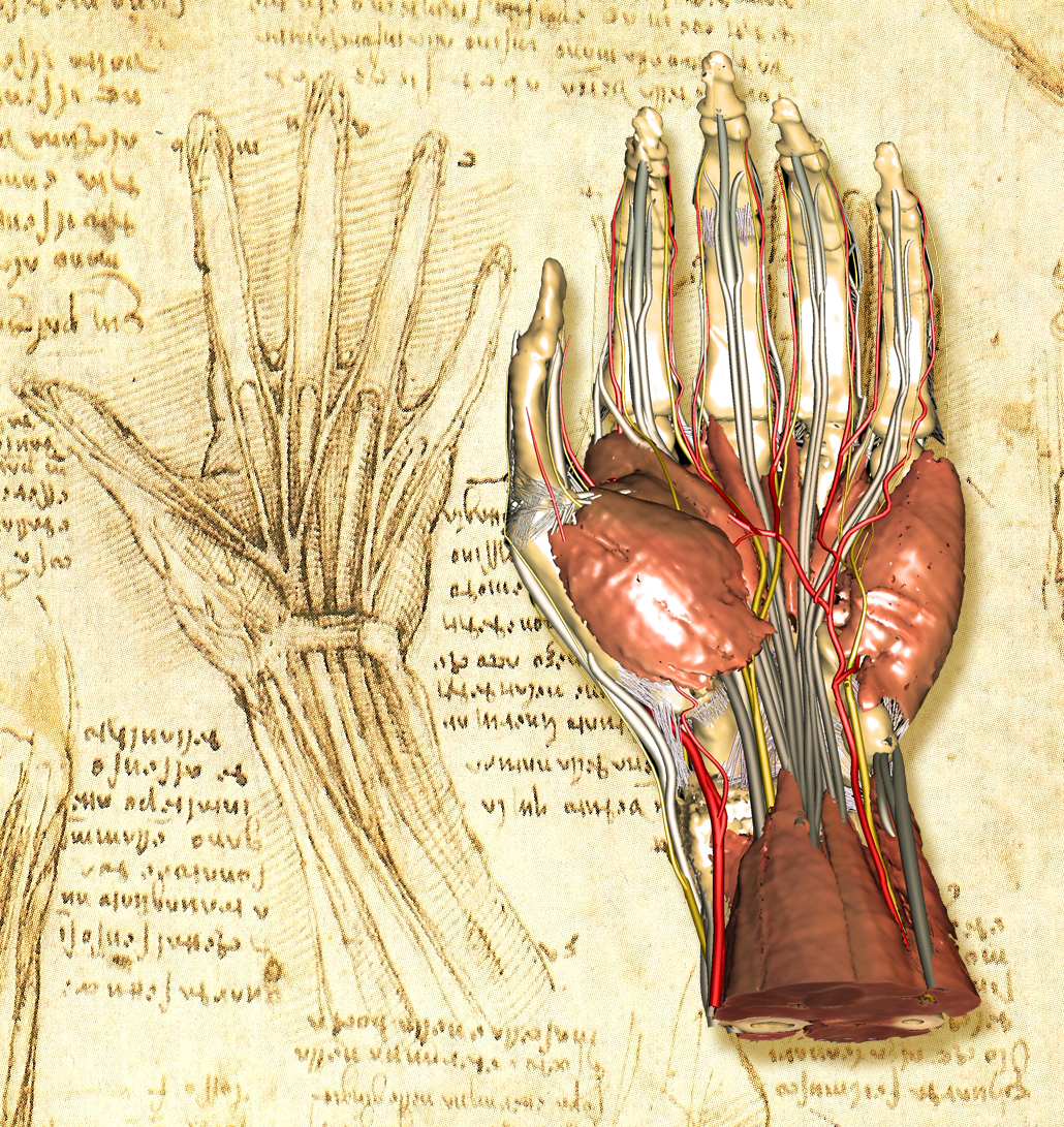 Leonardo's drawing of the human hand and a view created with the VOXEL-MAN/Upper Limb Atlas (2008)